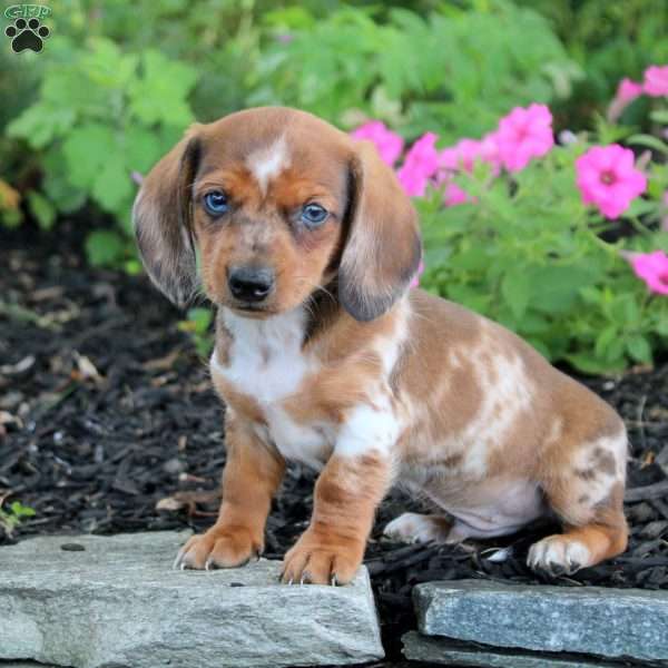 Ned-Mini, Dachshund Puppy