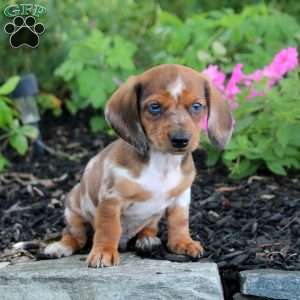 Ned-Mini, Dachshund Puppy