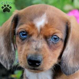 Ned-Mini, Dachshund Puppy