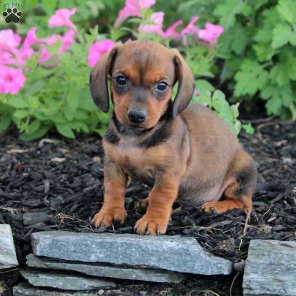 Neil-Mini, Dachshund Puppy