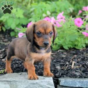 Neil-Mini, Dachshund Puppy
