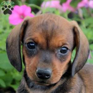 Neil-Mini, Dachshund Puppy