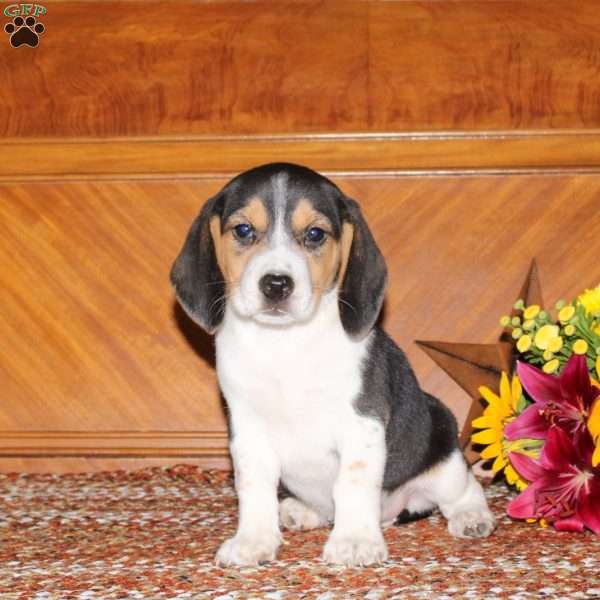 Nellie, Beagle Puppy