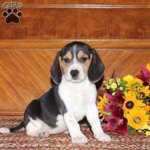 Nellie, Beagle Puppy