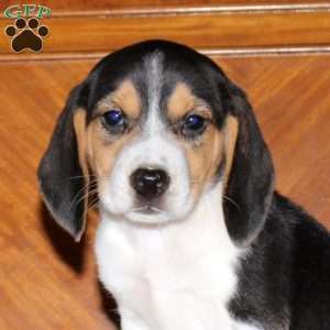 Nellie, Beagle Puppy