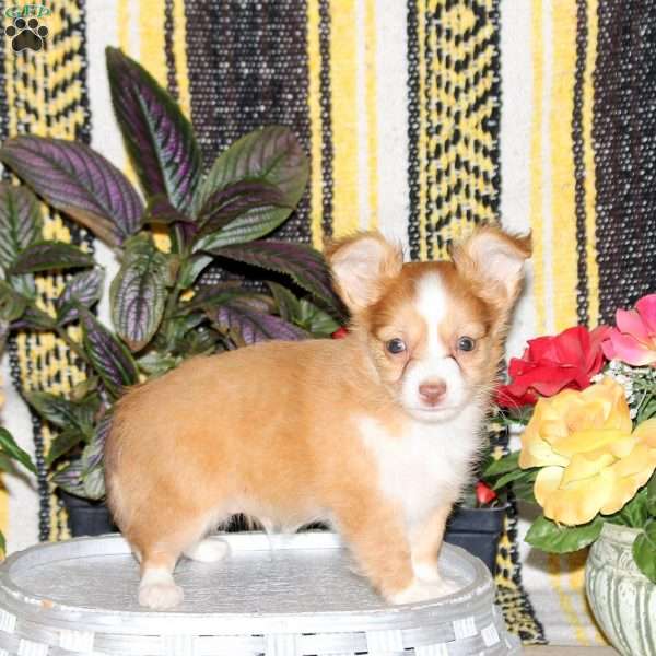 Nemo, Chihuahua Puppy