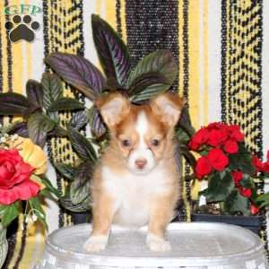 Nemo, Chihuahua Puppy