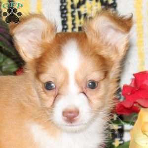 Nemo, Chihuahua Puppy