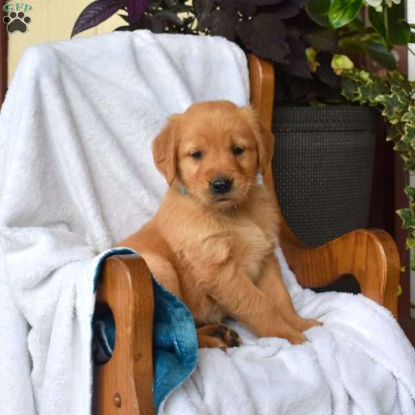 Nero, Golden Retriever Puppy