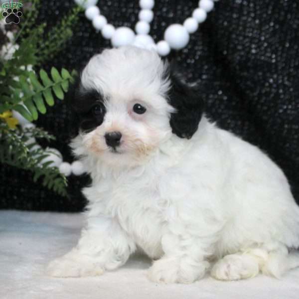 Nessa, Shih Tzu Mix Puppy
