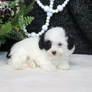 Nessa, Shih Tzu Mix Puppy