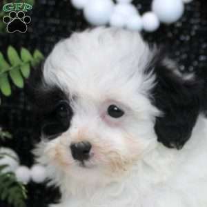 Nessa, Shih Tzu Mix Puppy