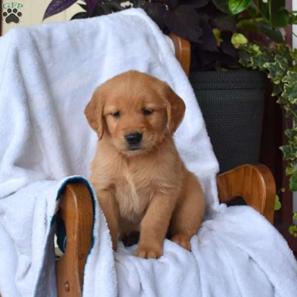 Nevaeh, Golden Retriever Puppy