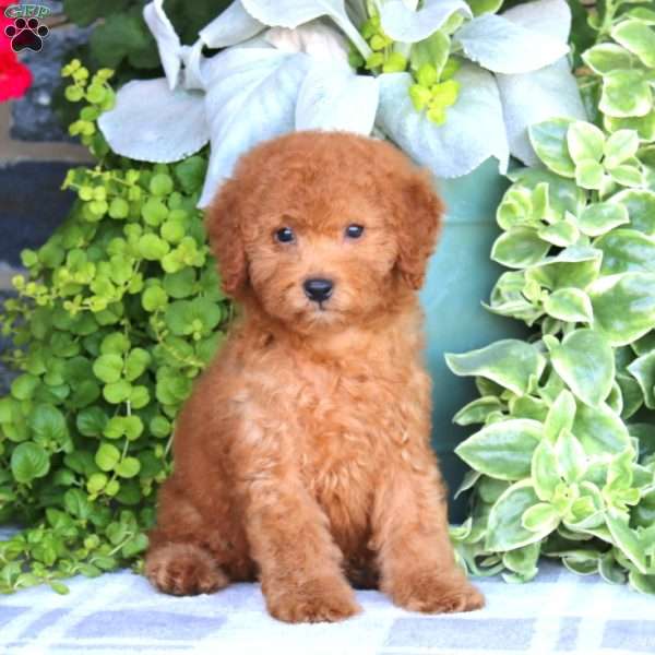 Nick, Miniature Poodle Puppy