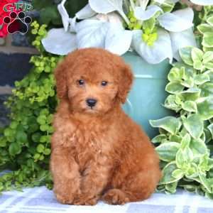 Nick, Miniature Poodle Puppy