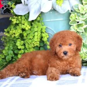 Nick, Miniature Poodle Puppy