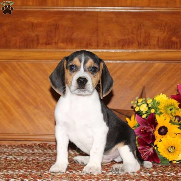 Nicky, Beagle Puppy