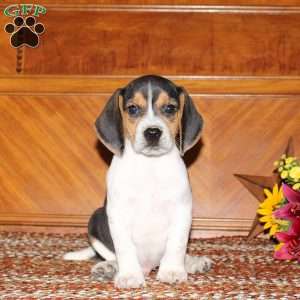 Nicky, Beagle Puppy