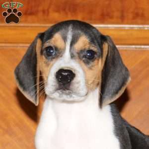 Nicky, Beagle Puppy