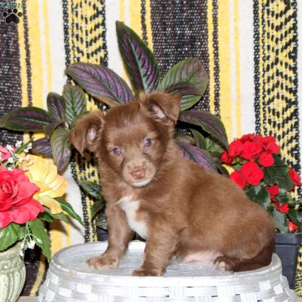 Nico, Chihuahua Puppy