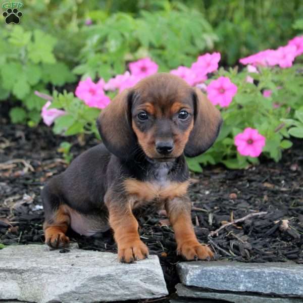 Nico-Mini, Dachshund Puppy