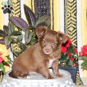 Nico, Chihuahua Puppy