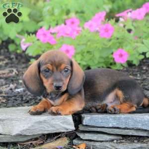 Nico-Mini, Dachshund Puppy