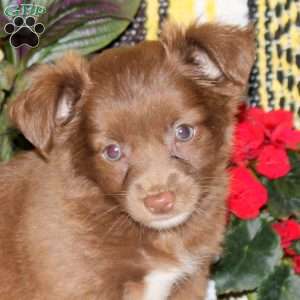 Nico, Chihuahua Puppy