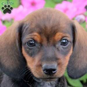 Nico-Mini, Dachshund Puppy