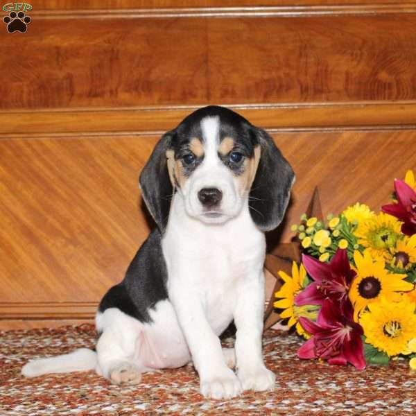 Nicole, Beagle Puppy
