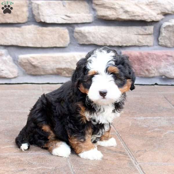 Nicole, Mini Bernedoodle Puppy