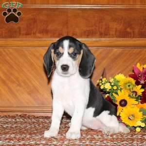 Nicole, Beagle Puppy
