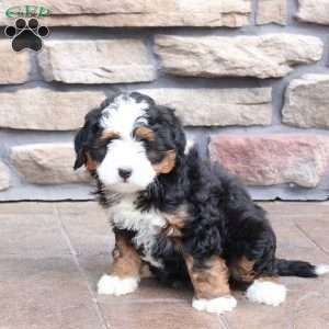 Nicole, Mini Bernedoodle Puppy