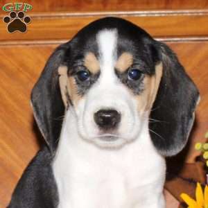 Nicole, Beagle Puppy