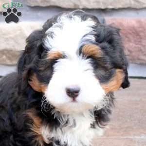 Nicole, Mini Bernedoodle Puppy