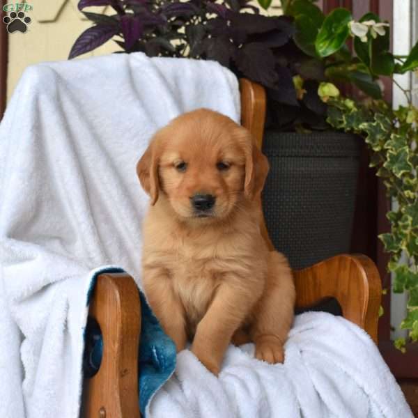 Nikita, Golden Retriever Puppy