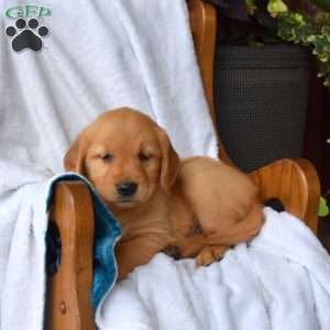 Nikita, Golden Retriever Puppy