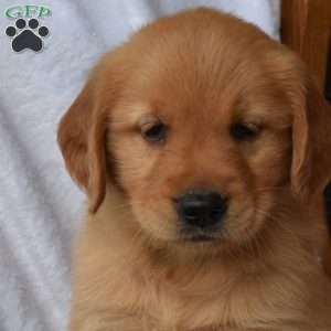 Nikita, Golden Retriever Puppy