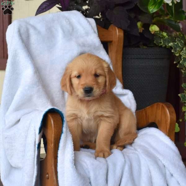Nikki, Golden Retriever Puppy