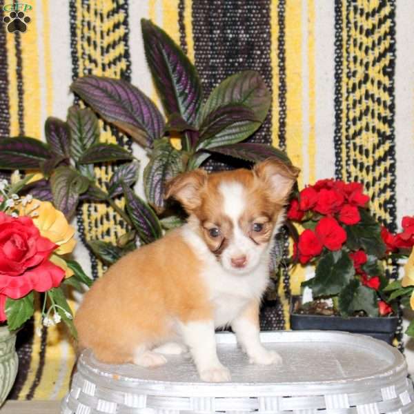 Nikki, Chihuahua Puppy