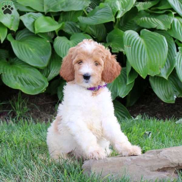 Nikki, Goldendoodle Puppy