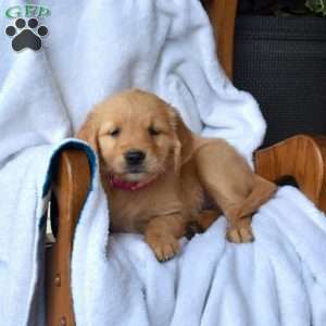 Nikki, Golden Retriever Puppy