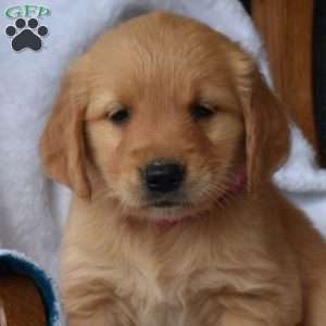 Nikki, Golden Retriever Puppy