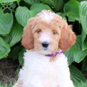 Nikki, Goldendoodle Puppy
