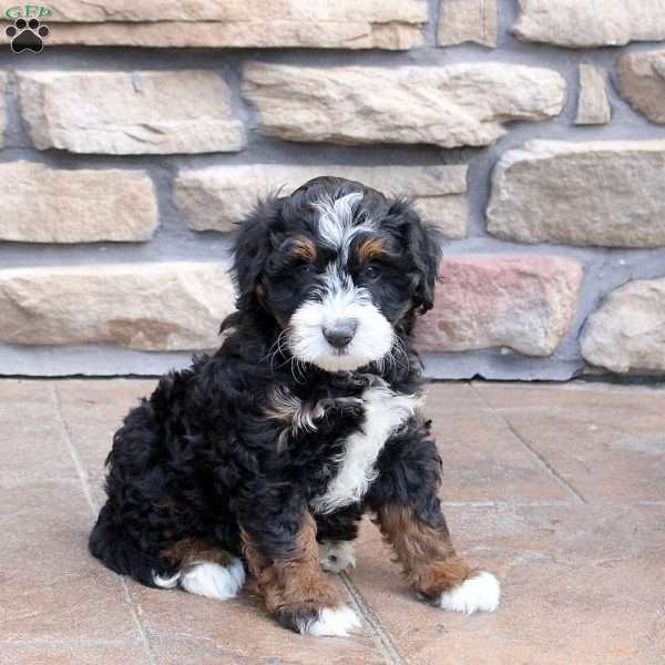 Nikkie, Mini Bernedoodle Puppy