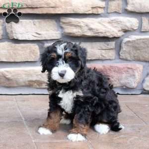 Nikkie, Mini Bernedoodle Puppy