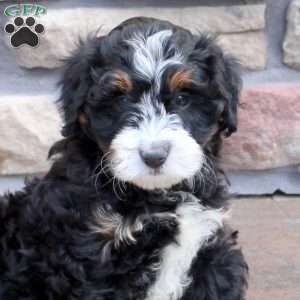Nikkie, Mini Bernedoodle Puppy