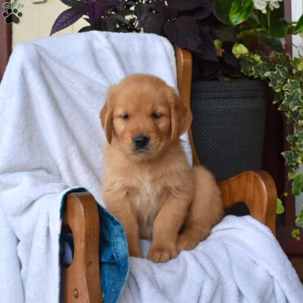 Niko, Golden Retriever Puppy