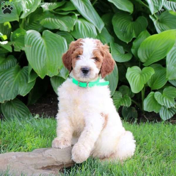 Niko, Goldendoodle Puppy