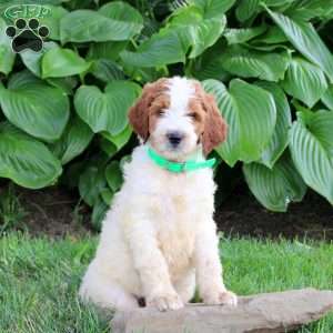 Niko, Goldendoodle Puppy